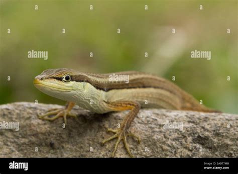 Asian grass lizard, six-striped long-tailed lizard, or long-tailed ...