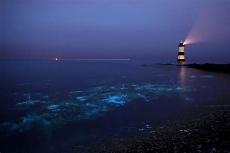 The Sea of Stars on Vaadhoo Island, Maldives | | When On Earth - For People Wh… | Beautiful ...