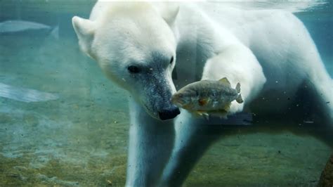 Polar Bears Go Fishing at San Diego Zoo - YouTube