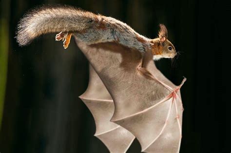 Cute Flying Squirrel Flying - Squirrels