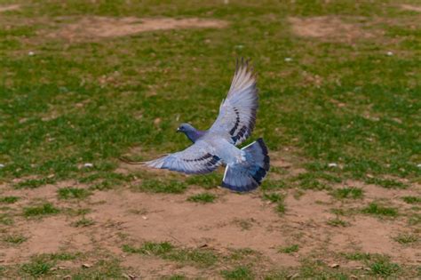 Premium Photo | Pigeon in flight tippler or homing pigeon flying over a green field pigeon ...