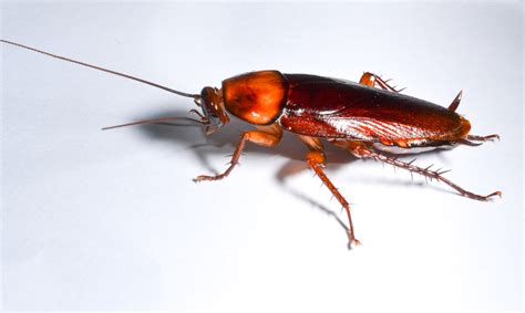 brown cockroach-1 | Exterminators | Pest Control Company | Roanoke VA