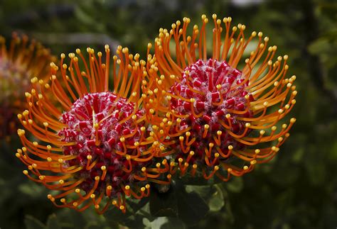 Pincushion Flowers Photograph by Dennis Reagan