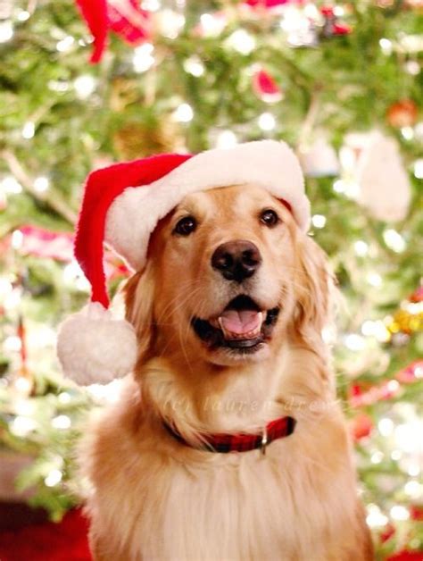 Golden Retriever Christmas Wallpaper With Dogs - Pets Lovers