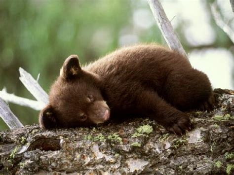 Edge Of The Plank: Cute Animals: Baby Bear Cubs