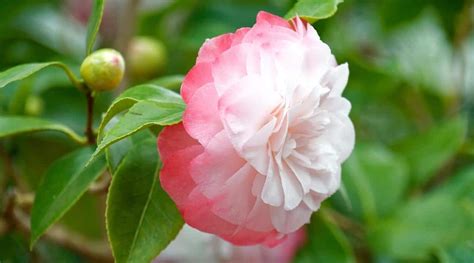 Camellia Colors: What Colors Do Camellias Bloom?