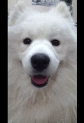 Dog Wink GIF - Find & Share on GIPHY