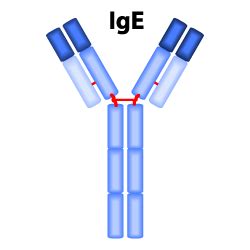 Antibody Basics: Isotypes – Caltag Medsystems