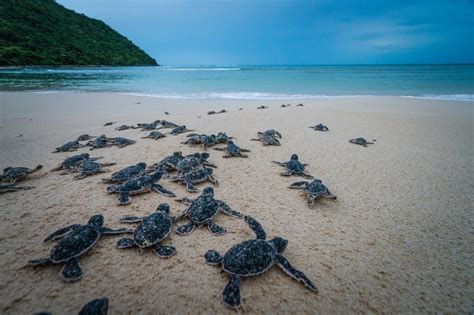 Sea turtle conservation in Vietnam's Con Dao Island (photos) | Tuoi Tre News