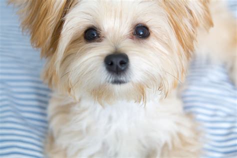 All right, Sally. You got the pic. Now give me the treat. | Perro maltes, Perros, Yorky