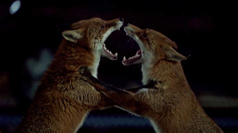 Nature - Urban Foxes Battle Over Territory - Twin Cities PBS