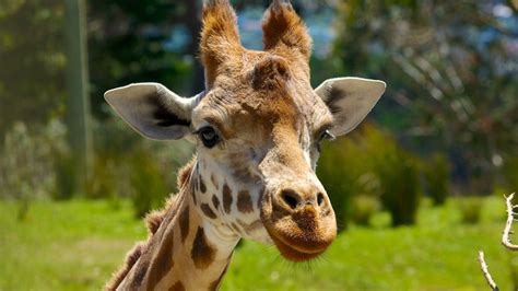 Wellington Zoo Pictures: View Photos & Images of Wellington Zoo