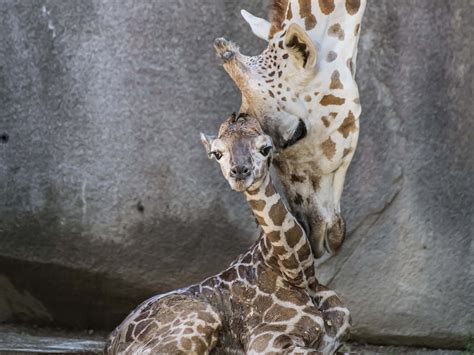 Baby Giraffe Sleeping