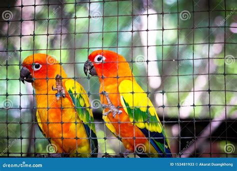 Sun conure in the cage stock image. Image of alexandrine - 153481933