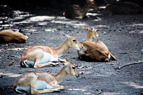 Rediscovering Wildlife at Bali Safari and Marine Park - NOW! Bali