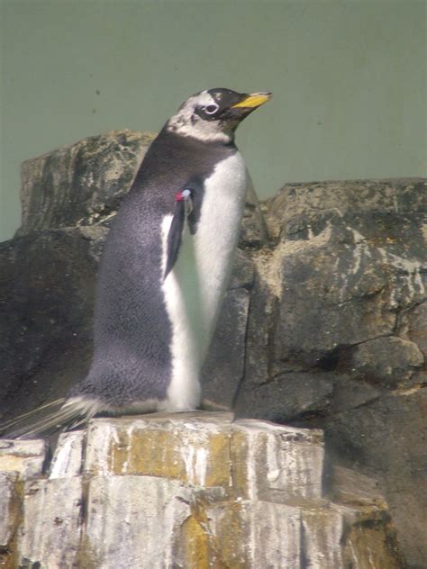 Penguins at Central Park Zoo, New York: NEN Gallery