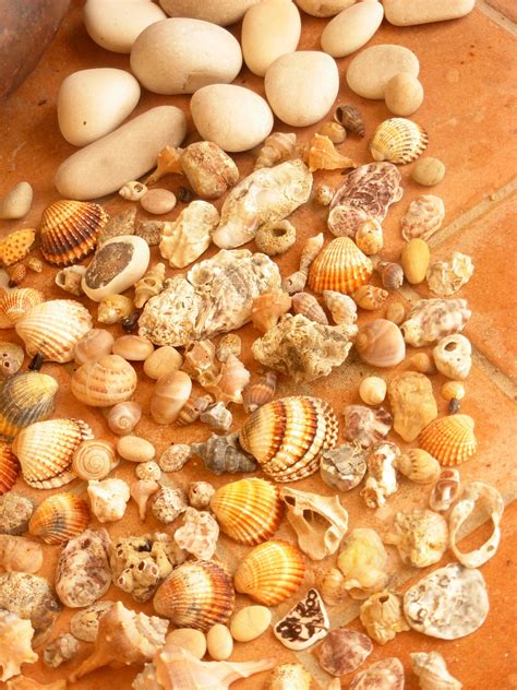 Stones And Shells Free Stock Photo - Public Domain Pictures
