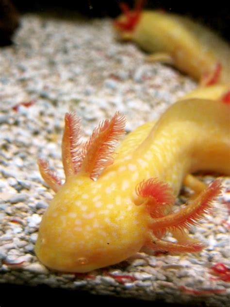 Albino Axolotl Fish