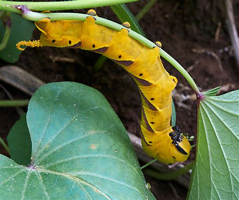 One more Hawk Moth caterpillar shot. From the side.