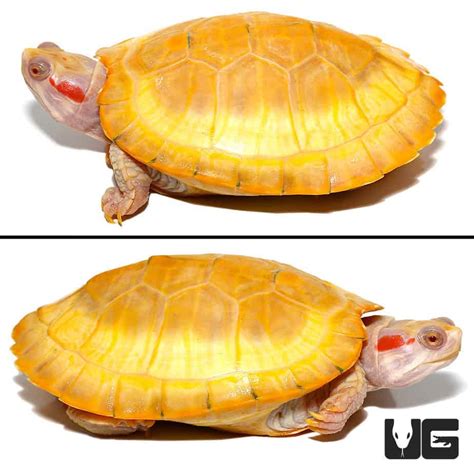 Juvenile Albino Red Ear Slider Turtle - Underground Reptiles