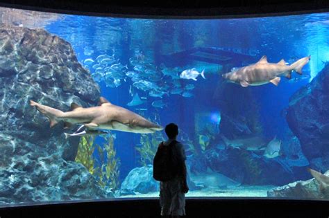 Siam Ocean World Aquarium Bangkok Thailand - Aquarium Views