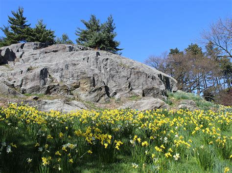 Spring in Full Bloom at the New York Botanical Garden | Don's Reports and Reflections