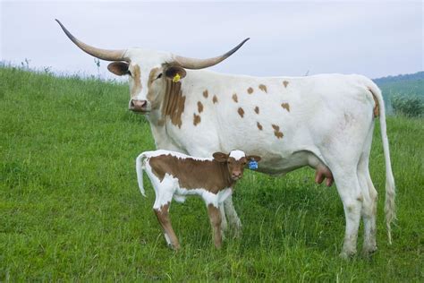 Texas Longhorn Cattle Wallpapers - Wallpaper Cave