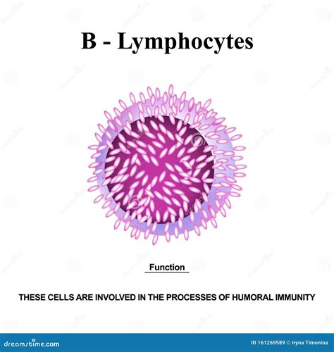 Lymphocytes Types