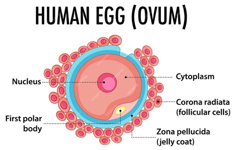 Human Egg