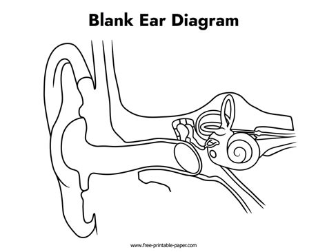 Blank Ear Diagram – Free-printable-paper.com