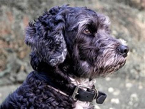 South Africa Portuguese Water Dog Rescue ― ADOPTIONS ― RescueMe.Org