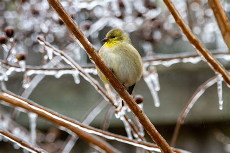 When Do American Goldfinch Migrate North? - Bird Sector