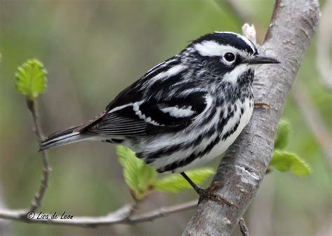 Birding with Lisa de Leon: Black & White Warbler, a Favorite