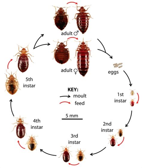 What Do Bed Bugs Look Like? | How to Identify Bed Bugs