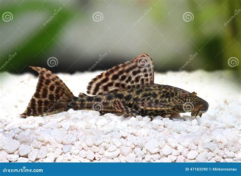 Pleco Catfish Hypostomus Plecostomus Fish Pterygoplichthys Pardalis Stock Photo - Image: 47183290