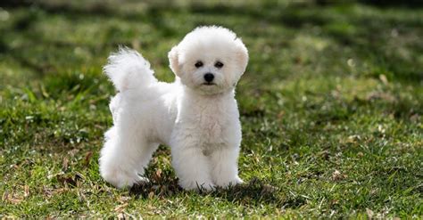 The Top 10 Fluffiest Animals in the World! - IMP WORLD