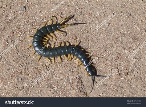 African Giant Blue Centipede Stock Photo 97045799 : Shutterstock