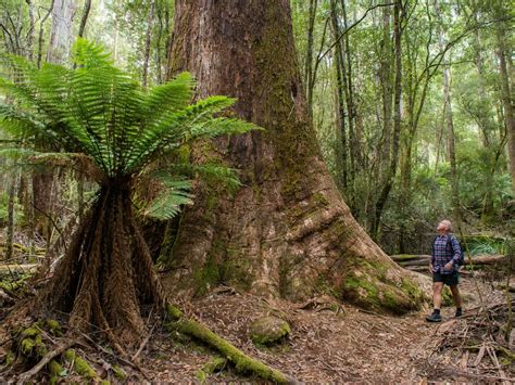 Tall Trees | Nature and wildlife | Discover Tasmania