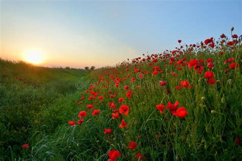 Sunset over poppy field stock photo. Image of relaxing - 110537854