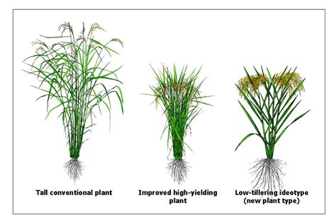 Comparison of different rice types | Comparison of different… | Flickr