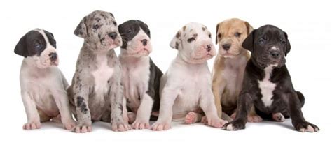 Great Dane Basics: Temperament, Height, Color, Lifespan, & Price