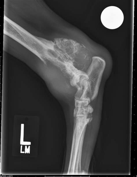 Canine Osteosarcoma - Fitzpatrick Referrals