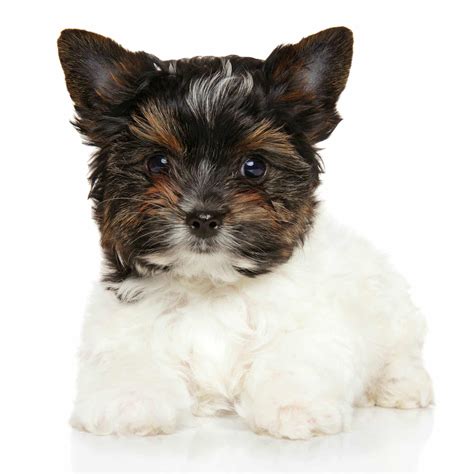 Biewer Terrier Puppies For Sale • Adopt Your Puppy Today • Infinity Pups