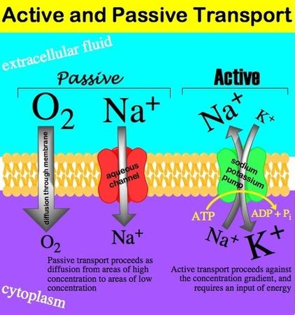 Passive Transport Definition, Types & Examples - Lesson | Study.com