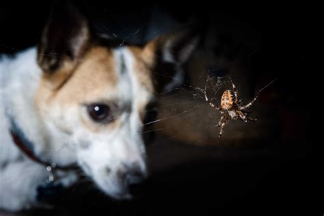 Spider bites in dogs: What to know and what to do