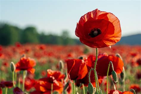 The B-side Blog - The Canadian Poppy: A Symbol of Remembrance and Intellectual Property ...