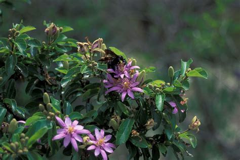 Grow a Lavender Star Flower Tree in Your Home Garden