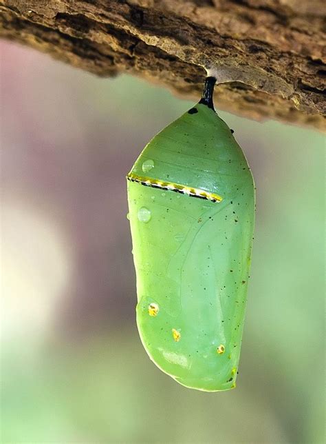 During the Cocoon stage, caterpillar’s completely digest themselves releasing enzymes to ...