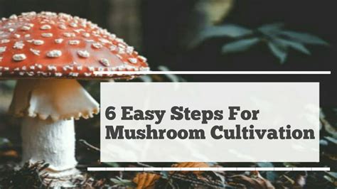 6 Easy steps for Mushroom cultivation | AGRIL CAREER