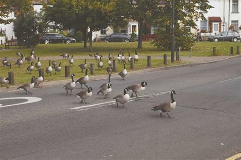 Handling Nuisance Birds - Shoo! - CooperatorNews Chicagoland, The Condo ...